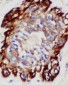 Anti-SDHA Antibody